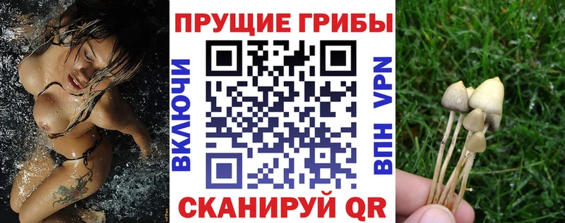 Галлюциногенные грибы Magic Shrooms  мориарти какой сайт  Елизаветинская 
